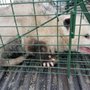 Photo of Wildlife Removal San Francisco