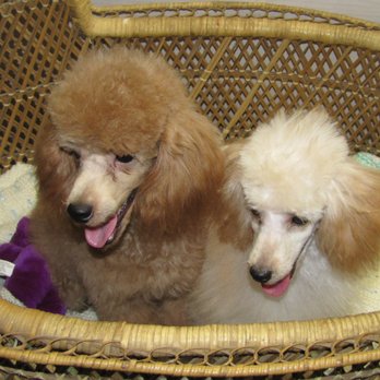 trish's all breeds pet grooming