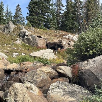 Brainard Lake Recreation Area - A moose I saw just prior to lake Isabelle on the trail! - Hiking Near Me Brainard Lake Recreation Area - A moose I saw just prior to lake Isabelle on the trail! - Hiking Near Me