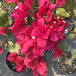 Bountiful Farms Bistro - Beautiful flowers