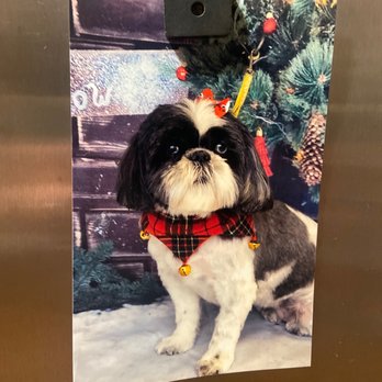 Kuts N Kisses - Pet Groomers Near Me - Shelby Township, Michigan Kuts N Kisses - Pet Groomers Near Me - Shelby Township, Michigan