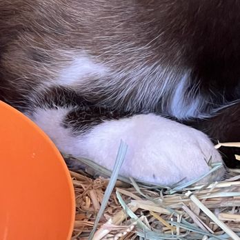 Placerville Animal Wellness - Swollen cat leg - Veterinarians Near Me - Placerville, California Placerville Animal Wellness - Swollen cat leg - Veterinarians Near Me - Placerville, California
