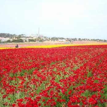 The Flower Fields - Venues & Event Spaces Near Me - Carlsbad, California The Flower Fields - Venues & Event Spaces Near Me - Carlsbad, California