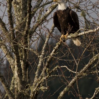 Skagit River Eagle Tours - Bald Eagle - Tours Near Me - Rockport, Washington Skagit River Eagle Tours - Bald Eagle - Tours Near Me - Rockport, Washington