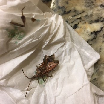Kalahari - Bugs - Resorts Near Me - Sandusky, Ohio Kalahari - Bugs - Resorts Near Me - Sandusky, Ohio