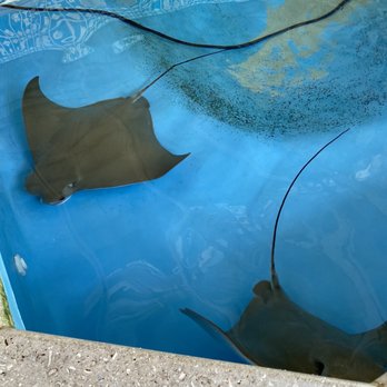 Florida Oceanographic Coastal Center - Sting rays in tank - Aquariums Near Me - Stuart, Florida Florida Oceanographic Coastal Center - Sting rays in tank - Aquariums Near Me - Stuart, Florida
