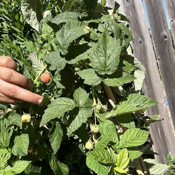 Menlo Growers - Golden raspberries - Nurseries & Gardening Near Me - Gilroy, California