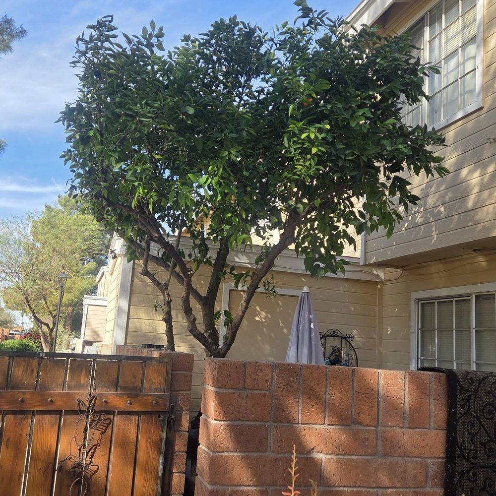 Valley Tree Care - Happy with service. Tree thinned out and shaped. - Tree Services Near Me - Phoenix, Arizona Valley Tree Care - Happy with service. Tree thinned out and shaped. - Tree Services Near Me - Phoenix, Arizona