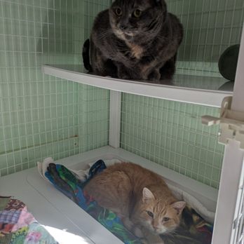Pawsitively Cats - Animal Shelters Near Me - Tucson, Arizona Pawsitively Cats - Animal Shelters Near Me - Tucson, Arizona