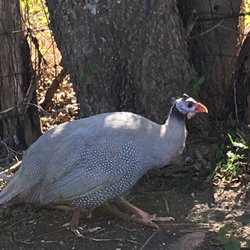 Yanawana Camp - This was a domestic guinea fowl who wandered through our camp site.  Truly a beautiful bird!!