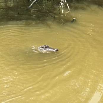 Ultimate Swamp Adventures - Tours Near Me - Westwego, Louisiana