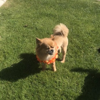 Johnny's Doghouse - My Little Hawaiian Lion - Pet Groomers Near Me - Tempe, Arizona