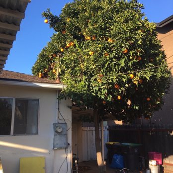 Robert's Tree Care - My orange tree tangling my power lines... - Tree Services Near Me - Stockton, California