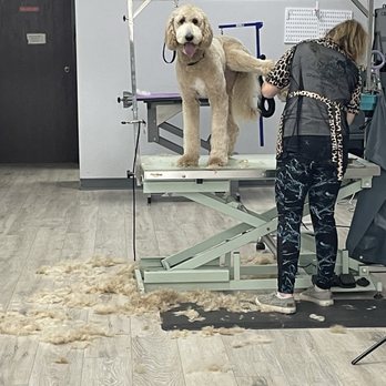 Sharp Dressed Pets Grooming - Doodle - Pet Groomers Near Me - El Cajon, California Sharp Dressed Pets Grooming - Doodle - Pet Groomers Near Me - El Cajon, California
