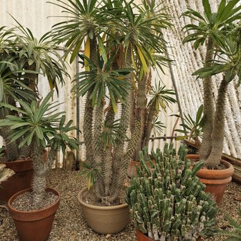 Moorten Botanical Garden - Spiny trunk of Madagascar Palm - Nurseries & Gardening Near Me - Palm Springs, California Moorten Botanical Garden - Spiny trunk of Madagascar Palm - Nurseries & Gardening Near Me - Palm Springs, California