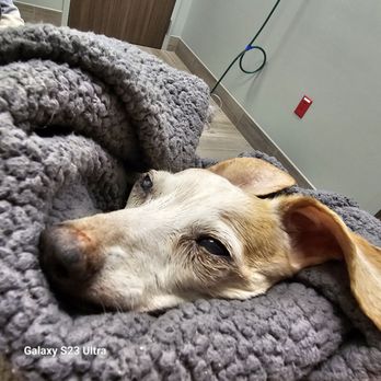 Clover Veterinary Hospital - RIP DIETER - Veterinarians Near Me - Kent, Washington Clover Veterinary Hospital - RIP DIETER - Veterinarians Near Me - Kent, Washington