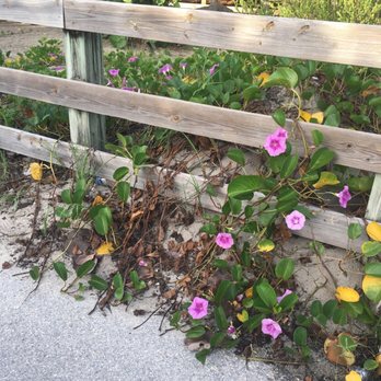 PADL - North Beach Park - Beautiful flowering vine. - Beaches Near Me - Hollywood, Florida
