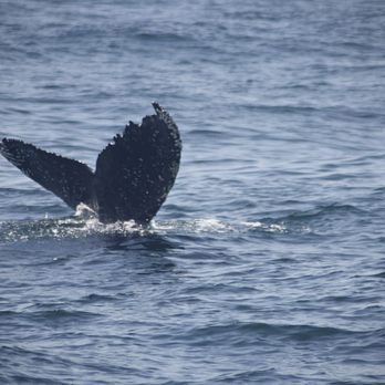 Condor Express Whale Watching - Humpback whale tail - Boat Charters Near Me - Santa Barbara, California