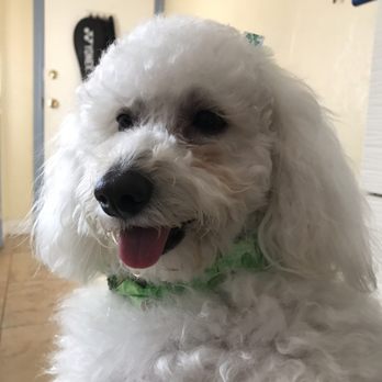 Modern Pooch - Pet Groomers Near Me - South El Monte, California Modern Pooch - Pet Groomers Near Me - South El Monte, California
