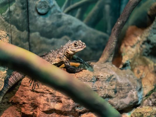 Fort Worth Zoo by null