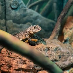 Fort Worth Zoo