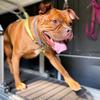 Zoomies Mobile Dog Gym - Pet Services Near Me Zoomies Mobile Dog Gym - Pet Services Near Me