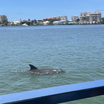 Encounter With Dolphins - Boating Near Me - Clearwater, Florida
