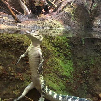 Shedd Aquarium - Just chillin - Aquariums Near Me - Chicago, Illinois