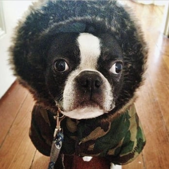So Phetch Philly - Dog Walkers Near Me So Phetch Philly - Dog Walkers Near Me