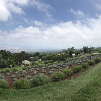 Ali'i Kula Lavender - Tours Near Me - Kula, Hawaii Ali'i Kula Lavender - Tours Near Me - Kula, Hawaii