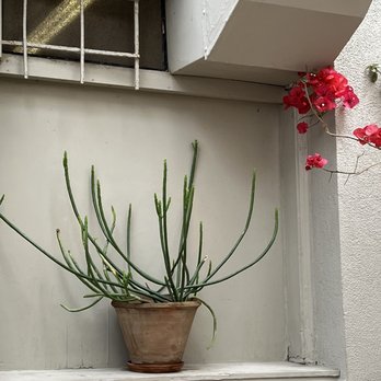 Fig Tree - Cafes Near Me - Los Angeles, California Fig Tree - Cafes Near Me - Los Angeles, California