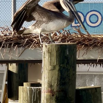 Sunset Cafe Waterfront Grill & Bar - Pelicans - Seafood Near Me - Cocoa Beach, Florida Sunset Cafe Waterfront Grill & Bar - Pelicans - Seafood Near Me - Cocoa Beach, Florida