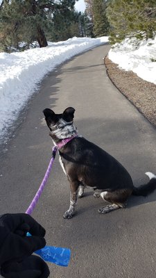 Bike Truckee by null