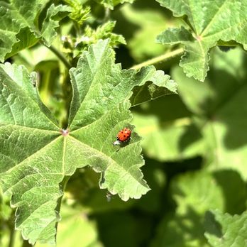 Harmon Canyon Preserve - Ladybug - Hiking Near Me - Ventura, California