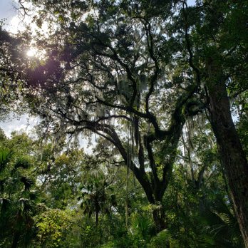 Flat Island Preserve - Magnificent trees - Parks Near Me - Leesburg, Florida