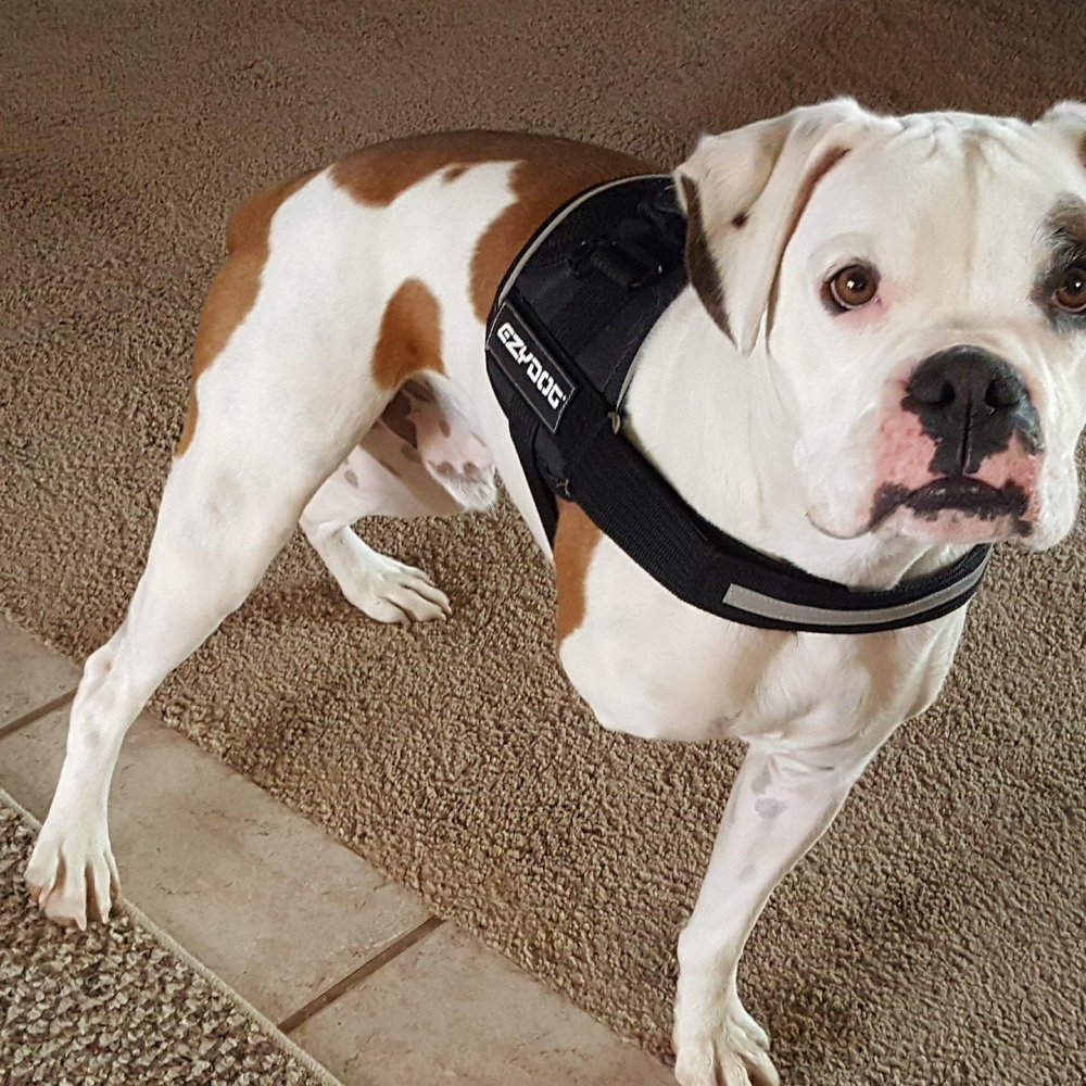 ALL PROFESSIONAL ANIMAL CARE APAC Grand Junction, Colorado