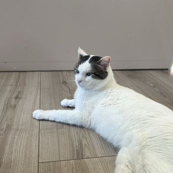 Whiskerwood Haven - Animal Shelters Near Me - San Francisco, California