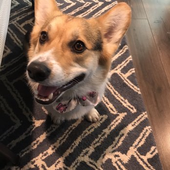 Ann's Pet Grooming - Pet Groomers Near Me - Brea, California