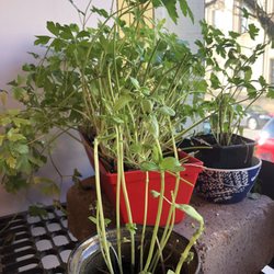Major Stokes - Cute plants found in the corner