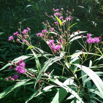 Hinshaw Greenway - Ironweed - Hiking Near Me - Cary, North Carolina Hinshaw Greenway - Ironweed - Hiking Near Me - Cary, North Carolina