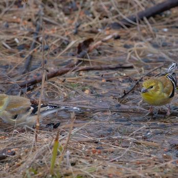 Shawangunk Grasslands National Wildlife Refuge - American goldfinches - Parks Near Me - Wallkill, New York Shawangunk Grasslands National Wildlife Refuge - American goldfinches - Parks Near Me - Wallkill, New York