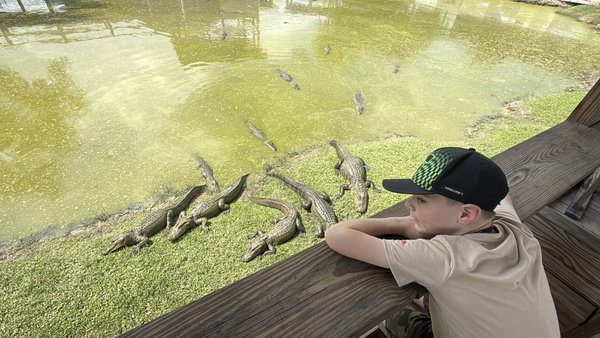 Gator Country by null