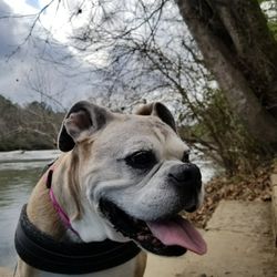 Heavenly Paws Pet Aquamation - Abby