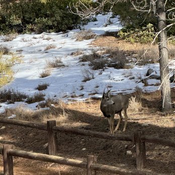 Bryce Canyon National Park - Deer - Parks Near Me