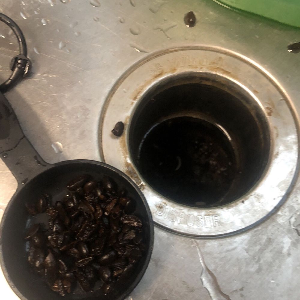 Mt Helix Pest & Termite Control - Fishing out Whole Coffee beans down my plumbing drains that was committed by Stephen employee. - Pest Control Near Me - San Diego, California Mt Helix Pest & Termite Control - Fishing out Whole Coffee beans down my plumbing drains that was committed by Stephen employee. - Pest Control Near Me - San Diego, California