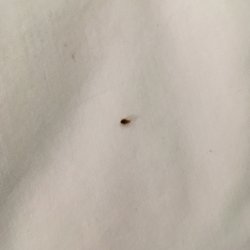 Bed bug - one of them