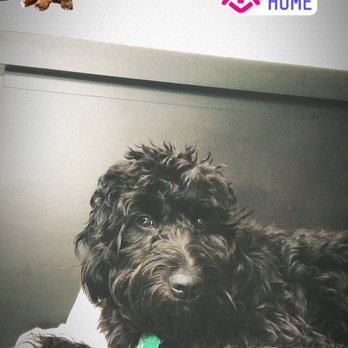 Shake A Paw - Pet Stores Near Me - Lynbrook, New York Shake A Paw - Pet Stores Near Me - Lynbrook, New York