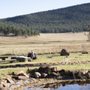 Photo of Wheaton Creek Ranch