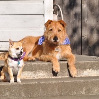Bark Avenue - Fresh after baths and nail trims from Bark Avenue. - Pet Groomers Near Me - Oroville, California Bark Avenue - Fresh after baths and nail trims from Bark Avenue. - Pet Groomers Near Me - Oroville, California