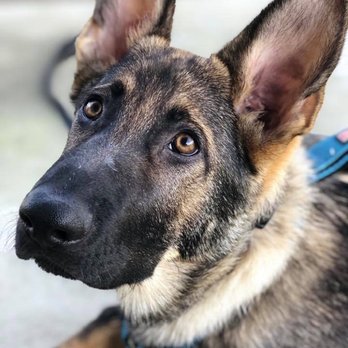 Dogspring Training - Pet Training Near Me Dogspring Training - Pet Training Near Me